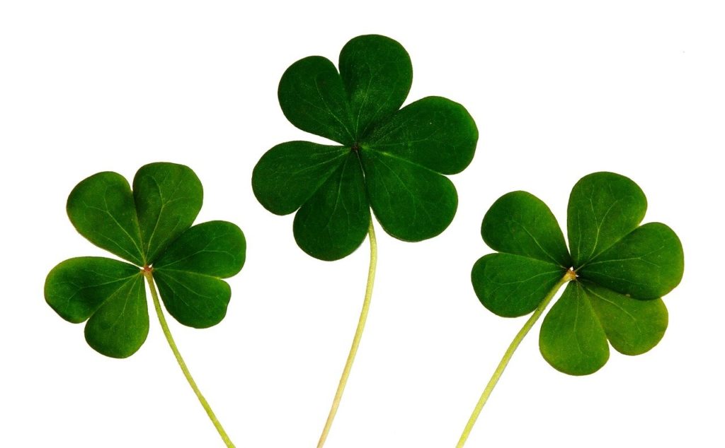 clover, shamrocks, irish
